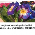 Akce Krása květin